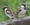 Hedge Sparrows