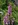 Foxglove - Dugitalis purpurea form